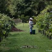 Fiorelli Winery