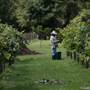 Fiorelli Winery