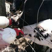 Daikin Dairy Farms