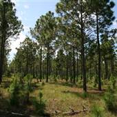 Duette Preserve