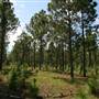 Duette Preserve